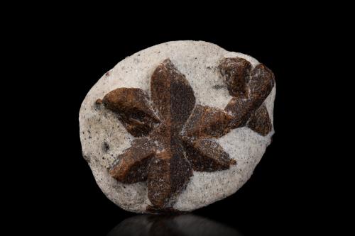 Staurolite<br />Pestsovye Keivy, Montes Keivy, Península Kola, Murmanskaja Oblast, Región Norte, Rusia<br />5.5 x 4.5 x 2 cm / main crystal: 3.9 cm<br /> (Author: MIM Museum)