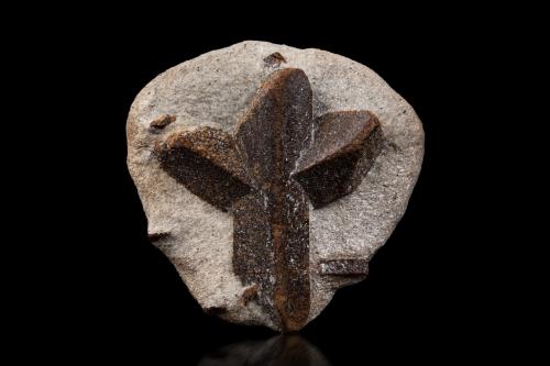 Estaurolita [Staurolite]<br />Pestsovye Keivy, Montes Keivy, Península Kola, Murmanskaja Oblast, Región Norte, Rusia<br />7 x 7 x 3 cm / cristal principal: 6.1 cm<br /> (Autor: Museo MIM)