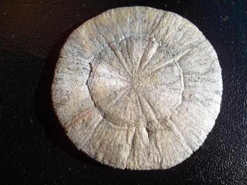 Pirita
Mina Sparta, Randoph Co, Illinois, USA
6 cm. de diametro (Autor: javier ruiz martin)