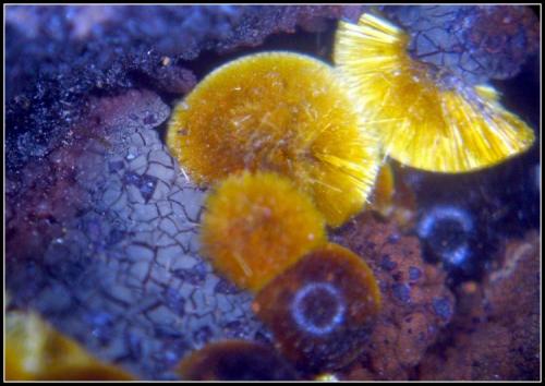 Cacoxenita
Minas del Horcajo - Almodóvar del Campo - Ciudad Real - Castilla - La Mancha - España
5 x 2 x 2.5 cm (Autor: Mijeño)