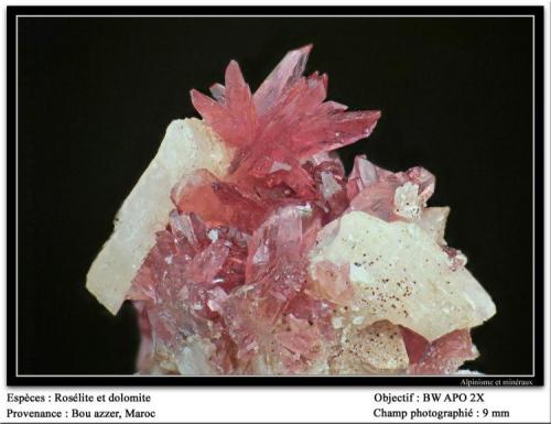 Roselite with Dolomite
Aghbar Mine, Bou Azzer, Maroc
fov 9 mm (Author: ploum)