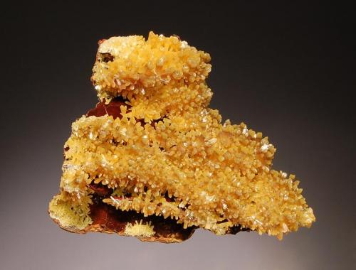 Mimetite
Minerales Shaft, West Camp, Mun. de Aquiles Serdán, Chihuahua, Mexico
6.0 x 7.4 cm.
A limonitic matrix encrusted with mimetite crystals to 5 mm.  The crystals have yellow bases, with an intermediate brown zone, and have mustard yellow pyramidal terminations. (Author: crosstimber)