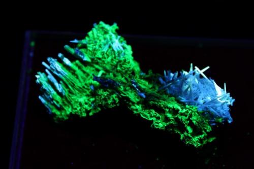 Hidrozincita, Willemita
Plombieres (Bleyberg), Verviers, Lieja, Bélgica
6 x 2 x 2 cm
Iluminada con UV Onda Corta. La hidrozincita es azul y la willemita verde. (Autor: Iván Blanco (PDM))