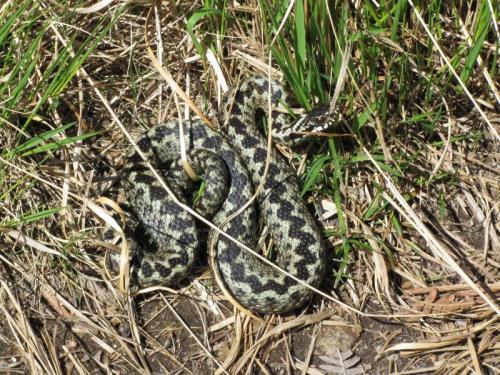 Another adder, more green than brown, maybe recently discarded it’s skin as it looks very ’fresh’ and glossy. This one was sunning itself just next to the path - my boot missed it by <5cm ! Didn’t see it until I almost stood on it; if I had it might well have bitten me. However, it stayed put so I took some photo’s, from about 40cm away ! Good snake.
Photo taken in May. (Author: Mike Wood)