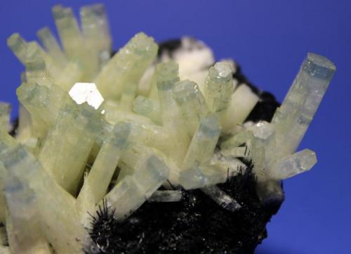 Beryl (var Aquamarine), Schorl
Hohenstein, Erongo Region, Namibia
7.5 x 5.7 cm
Bi-colored Beryl on Schorl (Author: Don Lum)