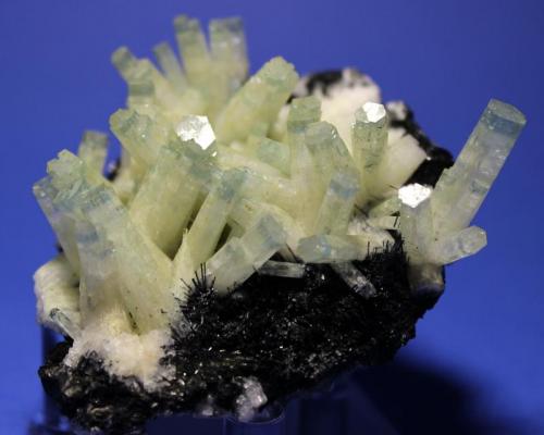 Beryl (var Aquamarine), Schorl
Hohenstein, Erongo Region, Namibia
7.5 x 5.7 cm
Bi-colored Beryl on Schorl (Author: Don Lum)