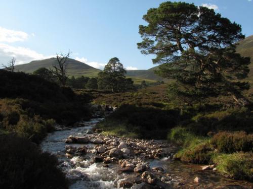 And the scenery is nice. These Scots Pine trees (Caledonian Pines) are one of my favourite tree species. (Author: Mike Wood)