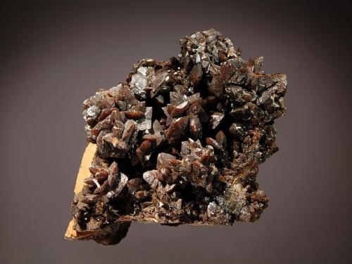 Descloizite
Berg Aukas, Grootfontein District, Namibia
6.6 x 7.6 cm
Dark brown spear-shaped descloizite crystals covering a shard of brecciated matrix. (Author: crosstimber)