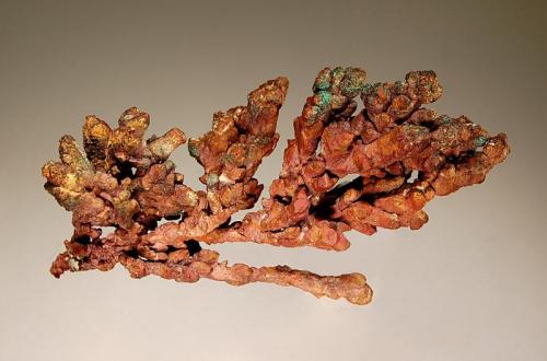 Copper
Onganja Mine, Seeis, Windhoek District, Namibia
4.0 x 7.2 cm
A branching group of elongated dodecahedrons, lightly coated with cuprite and minor malachite. (Author: crosstimber)