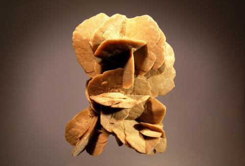 Gypsum
El Goléa, Ghardaïa Province, Algeria
7.0 x 9.5 cm
An aggregate of reddish-brown lenticular gypsum crystals with sand inclusions. (Author: crosstimber)