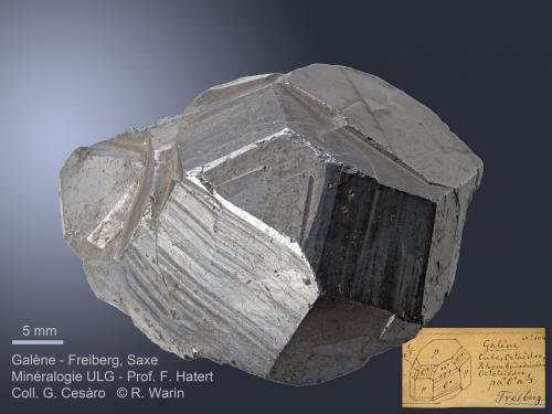 Galena
Freiberg, Saxe, Germany
4.3 cm
Discovery of the {551} trioctahedron. (Author: Roger Warin)