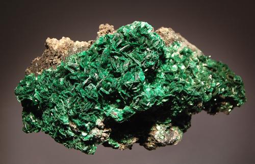 Metatorbernite
Musonoi Extension, Kolwezi, Katanga Prov., DR Congo
5.0 x 9.0 cm
Emerald-green bladed crystals of metatorbernite covering a gray matrix. (Author: crosstimber)