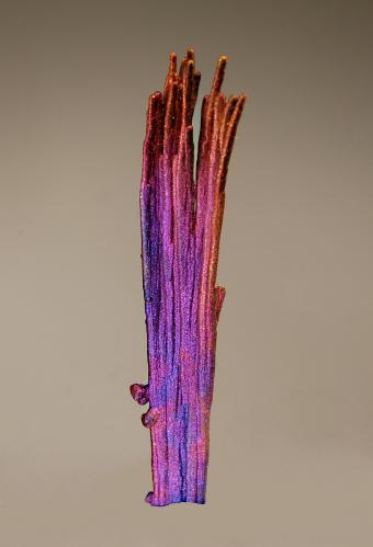 Chalcocite
Tongshan Mine, Daye Mine, Huangshi Pref., Hubei Prov., China
1.0 x 4.7 cm
Stalactitic chalcocite coated with a thin film of iridescent chalcopyrite. (Author: crosstimber)