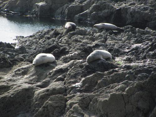 At least the local seals were happy. Seemed a shame to disturb them by making a noise, so I didn’t.
 There wasn’t much to collect anyway, and time is very limited at this locality because of the tide.
 As the saying goes - ’time and tide wait for no-one’. (Author: Mike Wood)