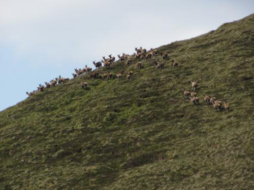 Ben Loyal, Sutherland, Scotland
I spotted this herd of red deer, about eighty strong, running up the hill about 300m away. That was pretty cool. That reminds me - the whole area is full of deer ticks!! (Author: Mike Wood)