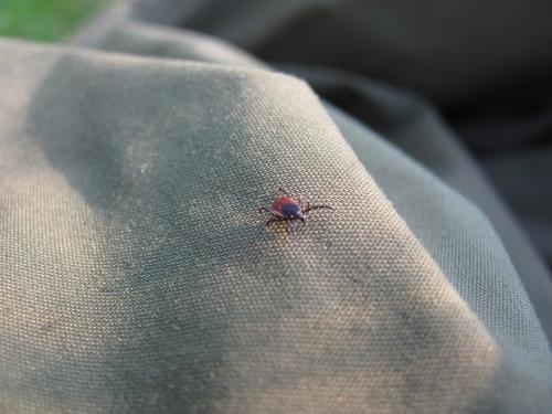 Deer Tick 4mm long
A large deer tick from Arran. The big ones are easy to see, but the small ones are not, and can be <0.5mm long. (Author: Mike Wood)