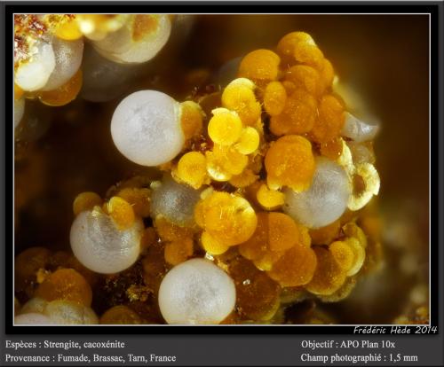 Strengite and Cacoxenite<br />Fumade, Castelnau-de-Brassac, Tarn, Occitanie, Francia<br />fov 1.5 mm<br /> (Author: ploum)