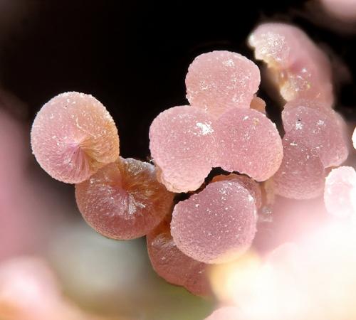 Strengite<br />Folgosinho, Gouveia, Distrito Guarda, Región Centro, Portugal<br />fov 1.3 mm<br /> (Author: Rewitzer Christian)