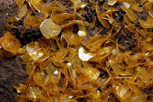 Delicate yellow-orange wulfenite crystals to 4 mm on edge covering the top of a brown gossan matrix. (Author: crosstimber)