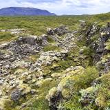 Þingvellir es un parque nacional cercano a la península de Reykjanes y a la zona volcánica de Hengill, en la región de Suðurland, al suroeste de Islandia. Es un valle histórico en el que se fundó el primer parlamento o asamblea nacional de Islandia (Alþingi), que tuvo lugar en el año 930, siendo uno de los más antiguos del mundo y en el que se reunieron hasta el 1799. Otro hecho importante ocurrido en Þingvellir fue la proclamación del cristianismo como religión oficial de Islandia en el año 1000. Y, como hecho histórico más destacado, la proclamación de la independencia del país el 17 de junio de 1944. El valle fue declarado parque nacional en 1928 y designado Patrimonio de la Humanidad por la UNESCO en 2004. 
En la imagen, grupo de fracturas de distensión cubiertas de musgo entre las dos placas. (Autor: Antonio P. López)