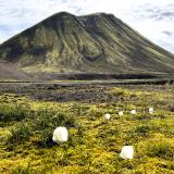 La gran variedad de colores que se observan en Landmannalaugar proceden de la alteración de las riolitas y obsidianas. Pero, en este caso, el color verdoso de las laderas del cono volcánico lo origina el musgo que aparece en los meses de verano. (Autor: Antonio P. López)