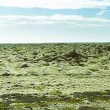 Otra vista de los extensísimos campos de musgo o Eldhraun, al sur del país, circulando por la Ring road. (Autor: Antonio P. López)