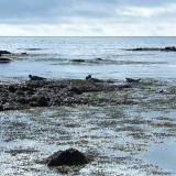 Este océano en calma permite observar a escasa distancia colonias de focas comunes (Phoca vitulina) tomando el sol plácidamente sobre las rocas de la playa. (Autor: Antonio P. López)