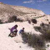 Digging and getting Menilite Opals. It is a hard work when the Sun shines in the sky. (Author: franjungle)