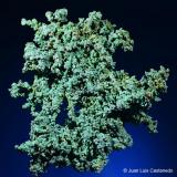Malaquita pseudo. cobre. 
Oumjrane, Alnif, Er Rachidia, Marruecos. 
8.3x8.1 cm. (Autor: Juan Luis Castanedo)