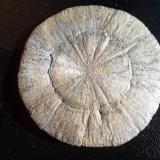 Pirita
Mina Sparta, Randoph Co, Illinois, USA
6 cm. de diametro (Autor: javier ruiz martin)