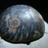 Ammonite
2.8cm x 2.9cm (Author: trtlman)