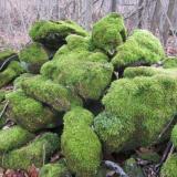 Part of a old stone wall at the site. Moss seems to love the dolostone. (Author: vic rzonca)