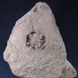 Aragonito
Pantoja, Toledo, Castilla-La Mancha, España
8&rsquo;5 x 10 cm.
Una "flor" de aragonito en una burbuja de la arcilla. (Autor: prcantos)