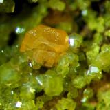 Wulfenita y Piromorfita.
Mina Luis (filón norte), Minas del General, Cabezarrubias del Puerto, Ciudad Real, Castilla La Mancha.
Cristal de 1,5 mm.
Col. y foto Nacho Gaspar. (Autor: Nacho)