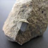 Augita
Pozza di Fassa, Buffaure, Trento, Italia
Cristal de 0&rsquo;5 cm. de longitud.
Detalle del cristal de la roca anterior. (Autor: prcantos)