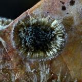 Olivenita (variedad Olivenita cobaltífera)
Concesión La Cena del Depósito, Minas de Cerro Minado, Cuesta Alta, Huércal-Overa, Almería, Andalucía, España.
Campo de visión 3 mm. (Autor: Juan Miguel)