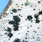 Atacamite<br />La Farola Mine, Cerro Pintado, Las Pintadas District, Tierra Amarilla, Copiapó Province, Atacama Region, Chile<br />20 x 18 x 4.0 cm<br /> (Author: Don Lum)