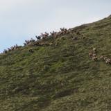 Ben Loyal, Sutherland, Scotland
I spotted this herd of red deer, about eighty strong, running up the hill about 300m away. That was pretty cool. That reminds me - the whole area is full of deer ticks!! (Author: Mike Wood)